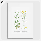 Kalanchoe Spathulata (Never Die) - Pierre Joseph Redouté Poster.