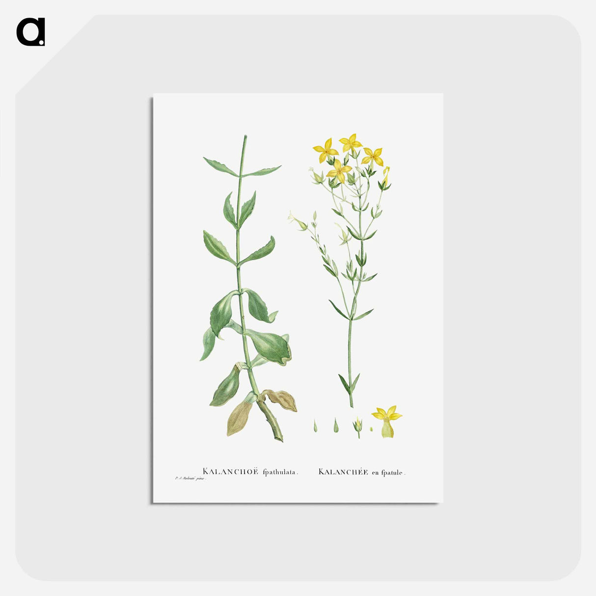 アートポストカード-Kalanchoe Spathulata (Never Die) - ピエール ジョゼフ ルドゥーテ Postcard.