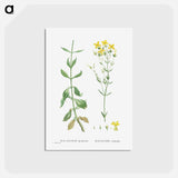 アートポストカード-Kalanchoe Spathulata (Never Die) - ピエール ジョゼフ ルドゥーテ Postcard.