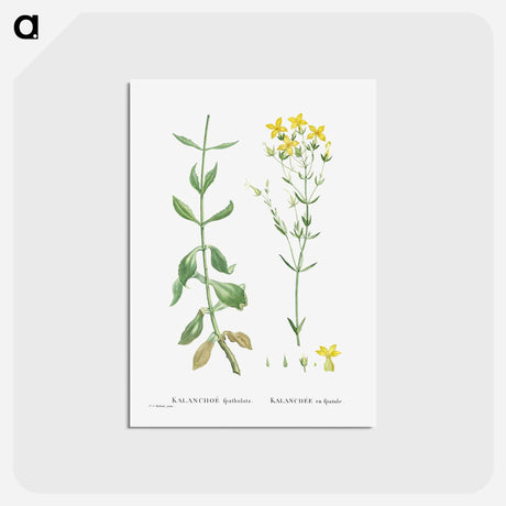 アートポストカード-Kalanchoe Spathulata (Never Die) - ピエール ジョゼフ ルドゥーテ Postcard.