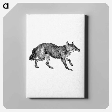 アートパネル-Jackal from The Land of the Lion; or, Adventures Among the Wild Animals of Africa
 - 大英図書館 Canvas.