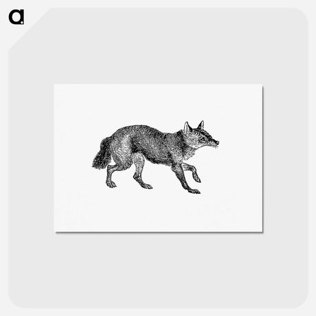 アートポストカード-Jackal from The Land of the Lion; or, Adventures Among the Wild Animals of Africa
 - 大英図書館 Postcard.