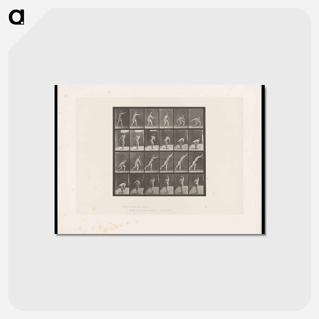 アートポストカード-Discus Thrower
 - エドワード マイブリッジ Postcard.