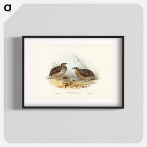 アートポスター-Pectoral Quail
 - ジョン グールド Poster.