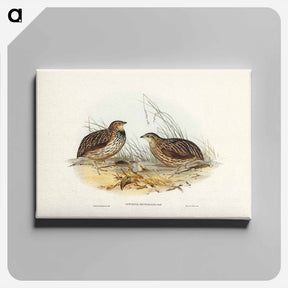 アートパネル-Pectoral Quail
 - ジョン グールド Canvas.