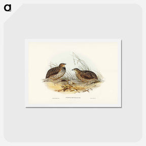 アートポストカード-Pectoral Quail
 - ジョン グールド Postcard.