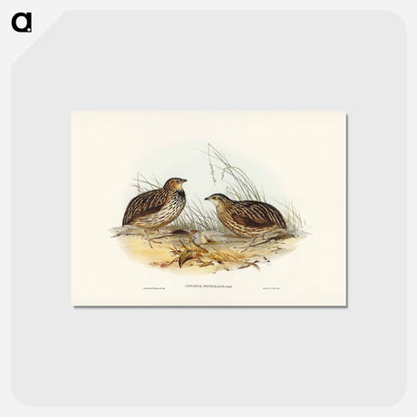 アートポストカード-Pectoral Quail
 - ジョン グールド Postcard.