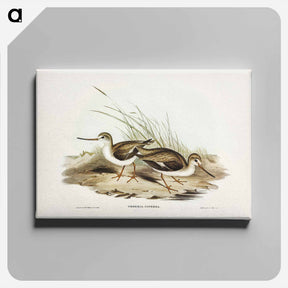 アートパネル-Terek Godwit
 - ジョン グールド Canvas.