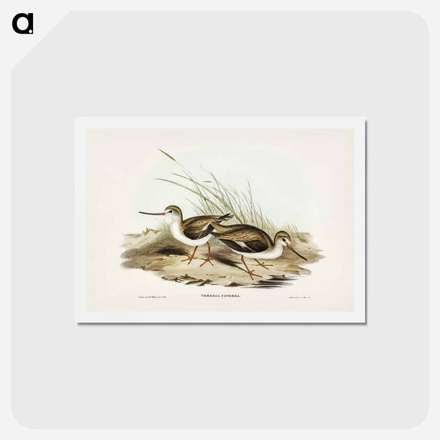 アートポストカード-Terek Godwit
 - ジョン グールド Postcard.