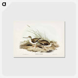 アートポストカード-Terek Godwit
 - ジョン グールド Postcard.