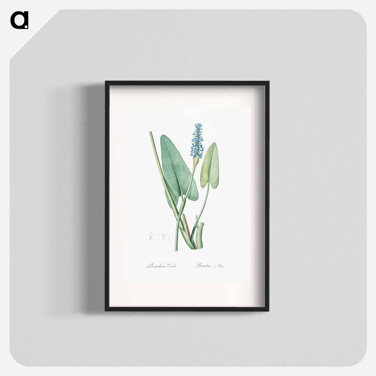 Pickerelweed illustration - Pierre Joseph Redouté Poster.