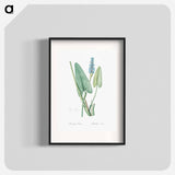 Pickerelweed illustration - Pierre Joseph Redouté Poster.