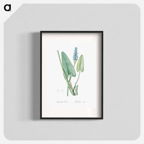 アートポスター-Pickerelweed illustration - ピエール ジョゼフ ルドゥーテ Poster.