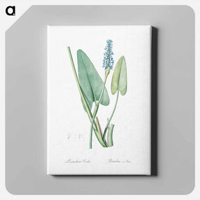 アートパネル-Pickerelweed illustration - ピエール ジョゼフ ルドゥーテ Canvas.