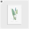 アートポストカード-Pickerelweed illustration - ピエール ジョゼフ ルドゥーテ Postcard.
