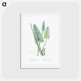 アートポストカード-Pickerelweed illustration - ピエール ジョゼフ ルドゥーテ Postcard.