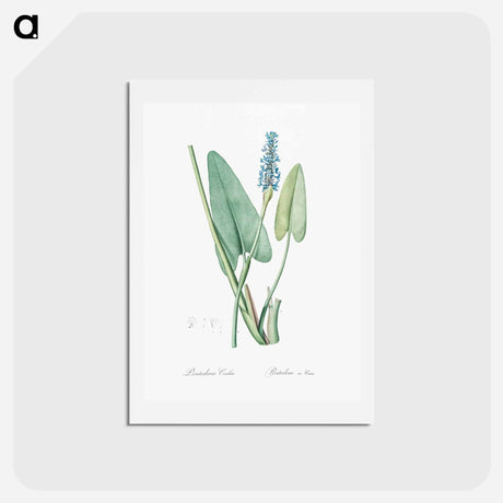 アートポストカード-Pickerelweed illustration - ピエール ジョゼフ ルドゥーテ Postcard.