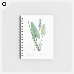 アートメモ帳-Pickerelweed illustration - ピエール ジョゼフ ルドゥーテ Memo.