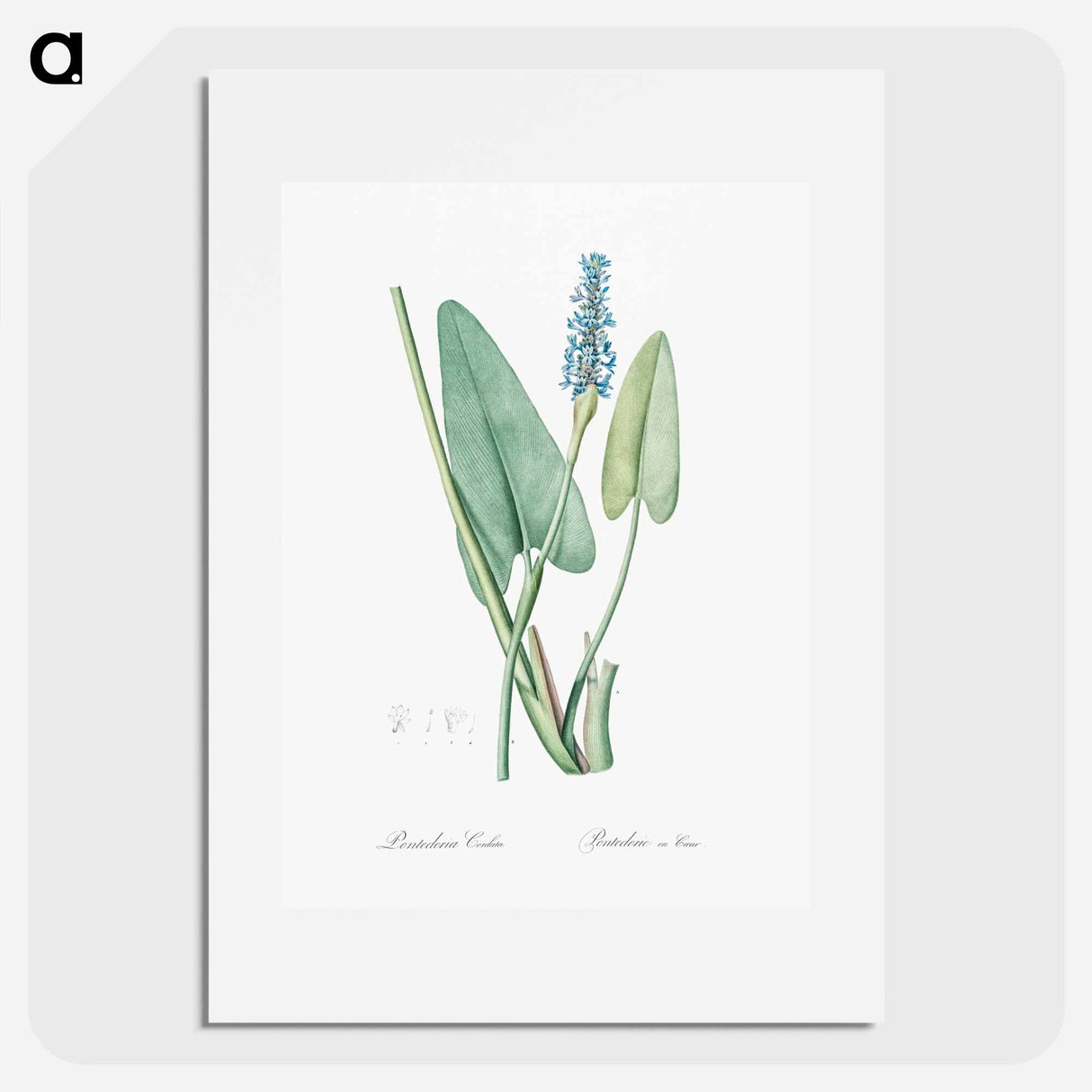 Pickerelweed illustration - ピエール ジョゼフ ルドゥーテ Poster.