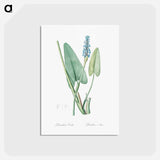 アートポストカード-Pickerelweed illustration - ピエール ジョゼフ ルドゥーテ Postcard.