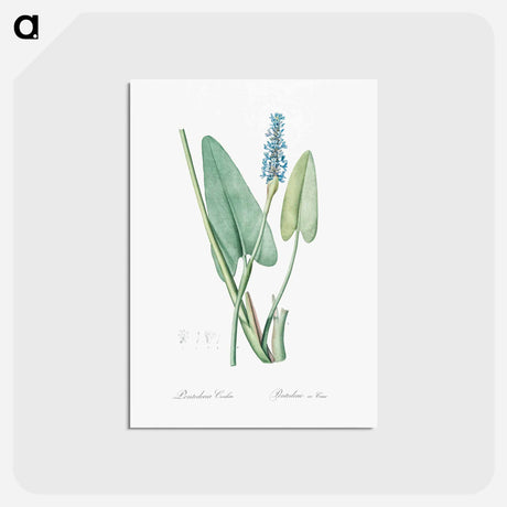 アートポストカード-Pickerelweed illustration - ピエール ジョゼフ ルドゥーテ Postcard.