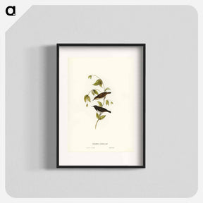 アートポスター-Black Honey-eater
 - ジョン グールド Poster.