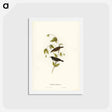 アートポストカード-Black Honey-eater
 - ジョン グールド Postcard.
