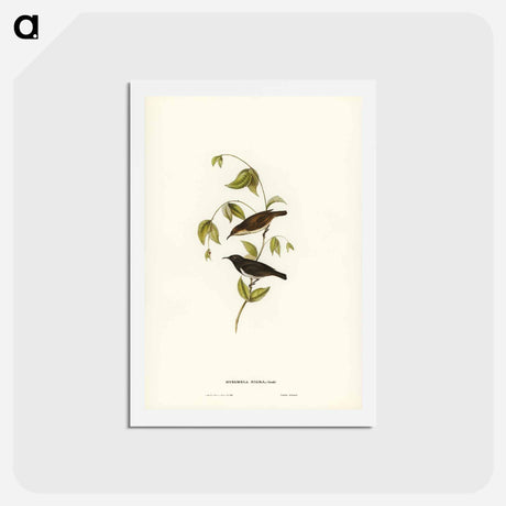 アートポストカード-Black Honey-eater
 - ジョン グールド Postcard.