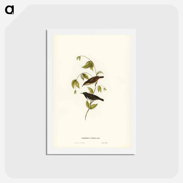 アートポストカード-Black Honey-eater
 - ジョン グールド Postcard.