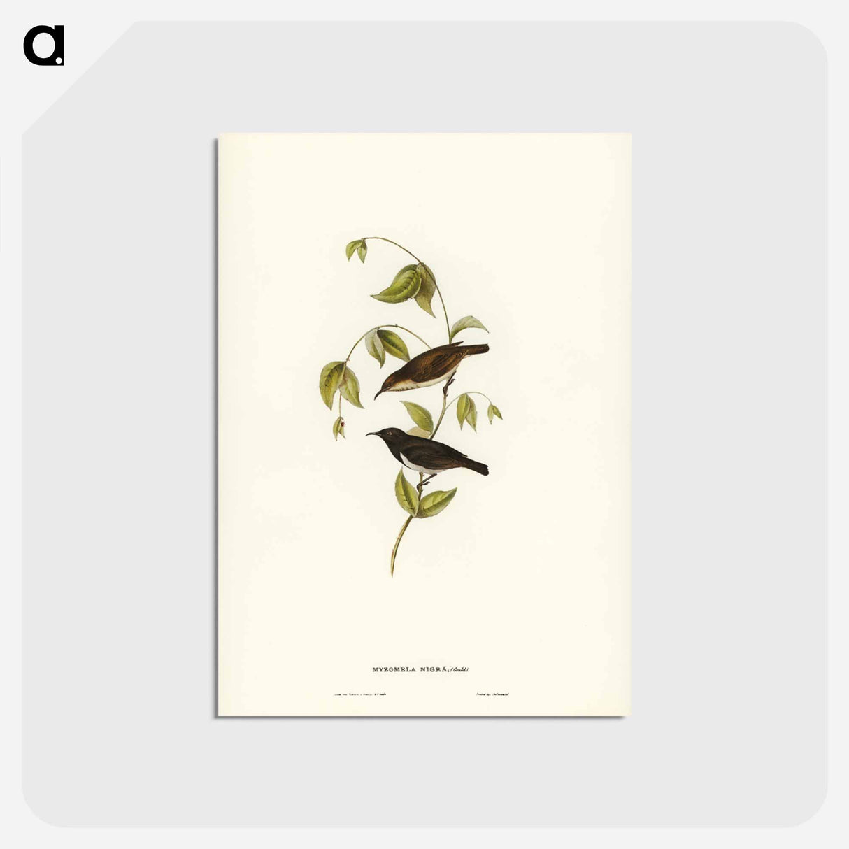 アートポストカード-Black Honey-eater
 - ジョン グールド Postcard.