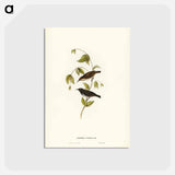 アートポストカード-Black Honey-eater
 - ジョン グールド Postcard.