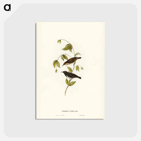 アートポストカード-Black Honey-eater
 - ジョン グールド Postcard.