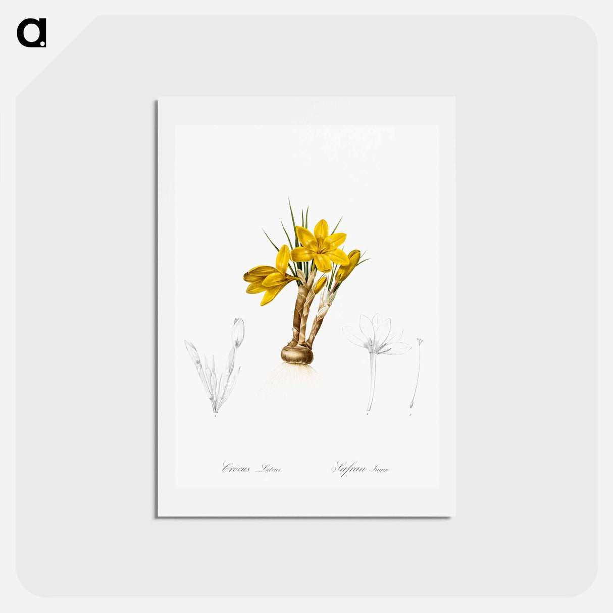 アートポストカード-Crocus luteus illustration - ピエール ジョゼフ ルドゥーテ Postcard.