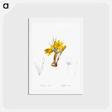 アートポストカード-Crocus luteus illustration - ピエール ジョゼフ ルドゥーテ Postcard.