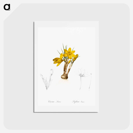アートポストカード-Crocus luteus illustration - ピエール ジョゼフ ルドゥーテ Postcard.