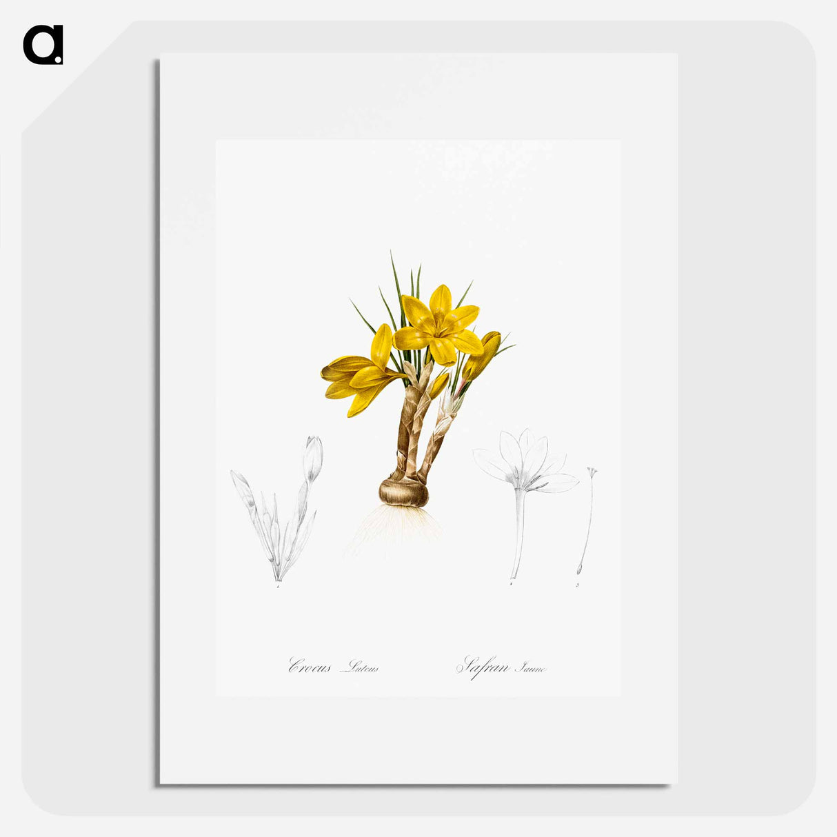 Crocus luteus illustration - Pierre Joseph Redouté Poster.