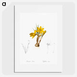 Crocus luteus illustration - Pierre Joseph Redouté Poster.