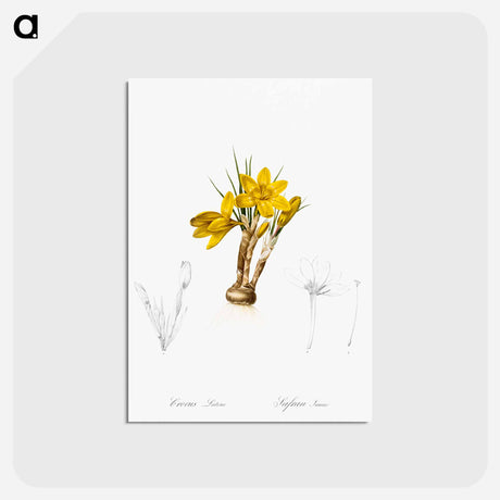 アートポストカード-Crocus luteus illustration - ピエール ジョゼフ ルドゥーテ Postcard.