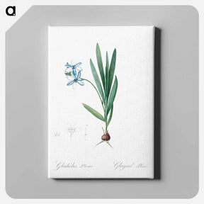 アートパネル-Gladiolus plicatus illustration - ピエール ジョゼフ ルドゥーテ Canvas.