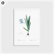 アートポストカード-Gladiolus plicatus illustration - ピエール ジョゼフ ルドゥーテ Postcard.