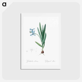 アートポストカード-Gladiolus plicatus illustration - ピエール ジョゼフ ルドゥーテ Postcard.