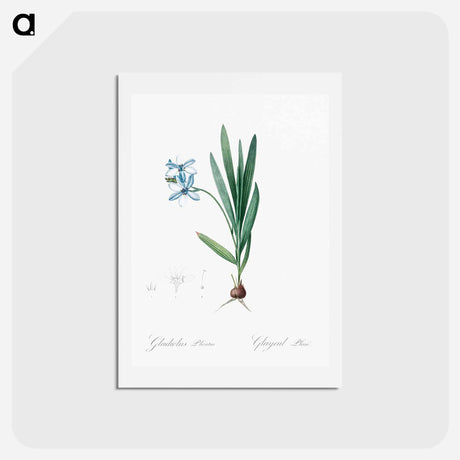 アートポストカード-Gladiolus plicatus illustration - ピエール ジョゼフ ルドゥーテ Postcard.