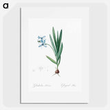 Gladiolus plicatus illustration - Pierre Joseph Redouté Poster.