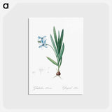 アートポストカード-Gladiolus plicatus illustration - ピエール ジョゼフ ルドゥーテ Postcard.