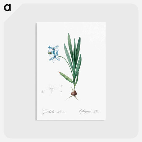 アートポストカード-Gladiolus plicatus illustration - ピエール ジョゼフ ルドゥーテ Postcard.