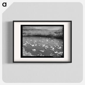 アートポスター-Ducks on the Pond
 - ラッセル リー Poster.