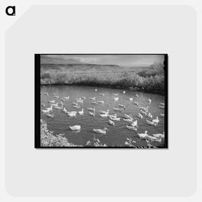 アートポストカード-Ducks on the Pond
 - ラッセル リー Postcard.
