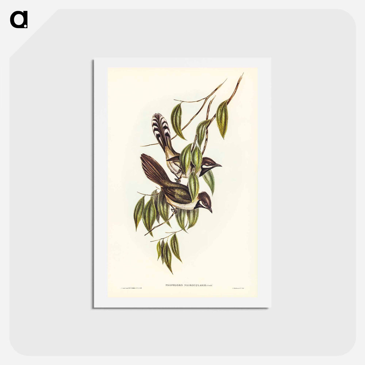アートポストカード-Black-throated Psophodes
 - ジョン グールド Postcard.
