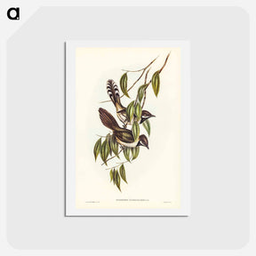 アートポストカード-Black-throated Psophodes
 - ジョン グールド Postcard.