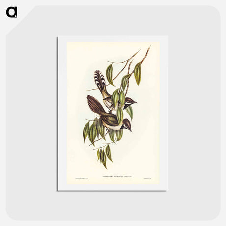 アートポストカード-Black-throated Psophodes
 - ジョン グールド Postcard.